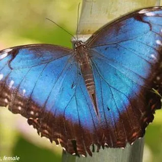 thumbnail for publication: Blue Morpho Butterfly Morpho peleides Kollar (Lepidoptera: Nymphalidae)